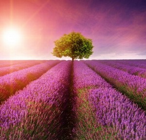 3 Alberi piantati a tuo nome. Grazie per aver partecipato al nostro programma CO2 Neutro! Nuove specie vengono piantate ogni mese per compensare le emissioni di CO2. Foto prodotto