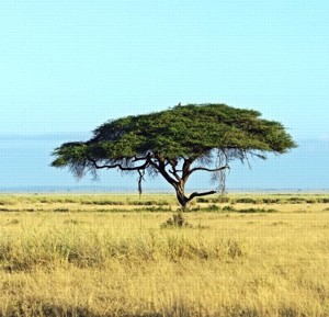 4 Alberi piantati a tuo nome. Grazie per aver partecipato al nostro programma CO2 Neutro! Nuove specie vengono piantate ogni mese per compensare le emissioni di CO2. Foto prodotto